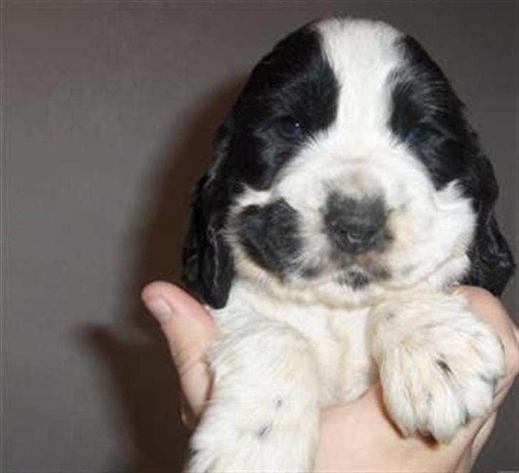 Cocker spaniel Scott <3 billede 1