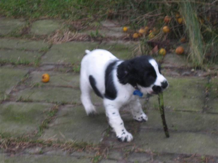 Cocker spaniel Scott <3 - ja har en svaghed for at finde pinde at bide i.... billede 4