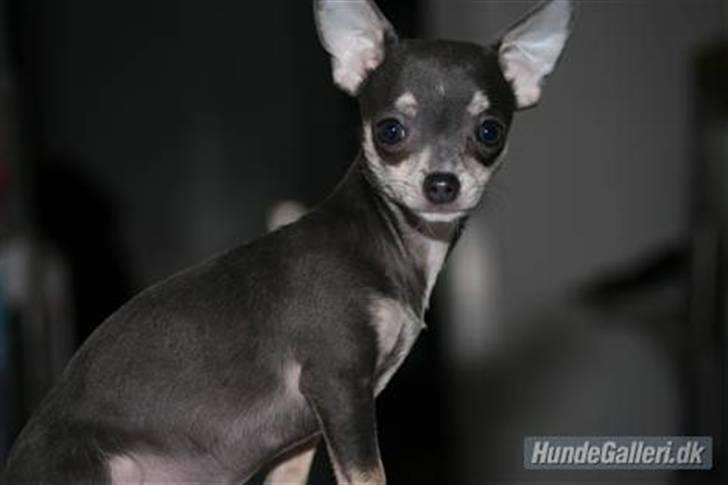 Chihuahua LeeLoo billede 20
