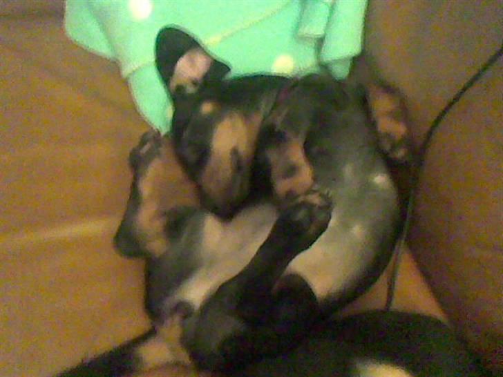 Gravhund Pepsi  - nus mig lige på maven TAK billede 6