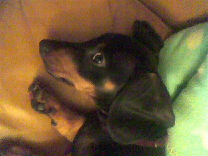 Gravhund Pepsi  - Jeg kan godt se dig selvom jeg ligger sådan billede 7