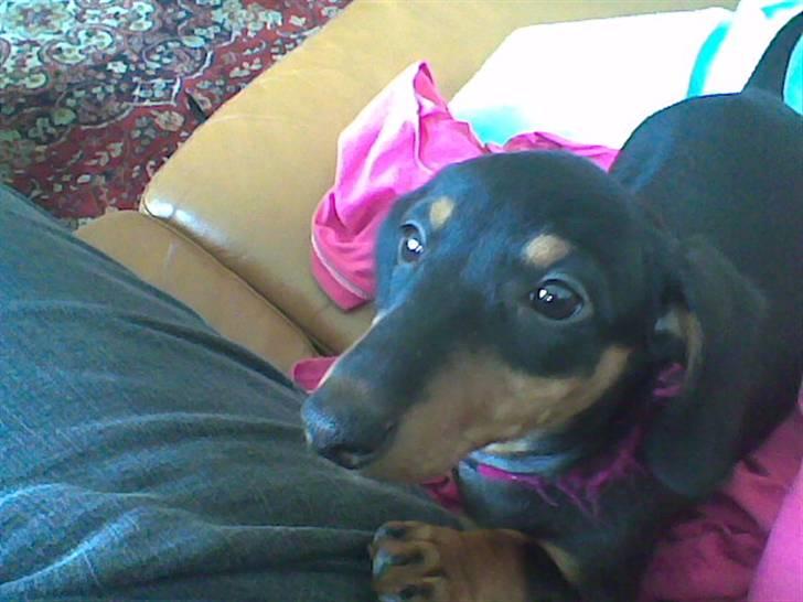 Gravhund Pepsi  - hvad er det du har i hånden heey det er en godbid må lige holde øje med den billede 8