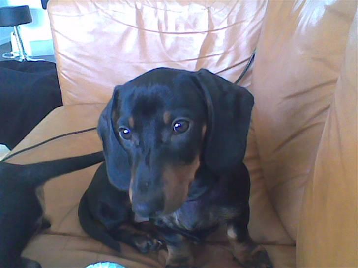 Gravhund Pepsi  - fotografere du nu igen billede 10