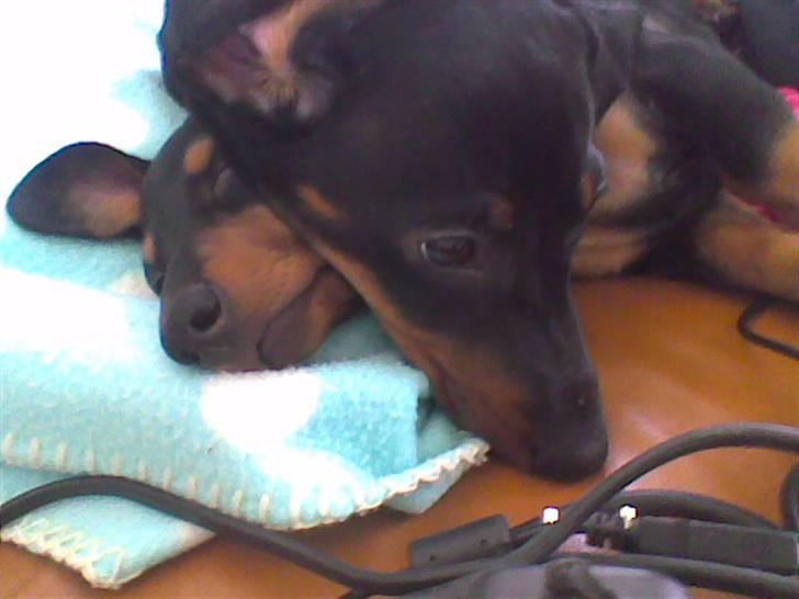 Gravhund Pepsi  - heh har lagt mig på chili for hun er så dejlig blød billede 12