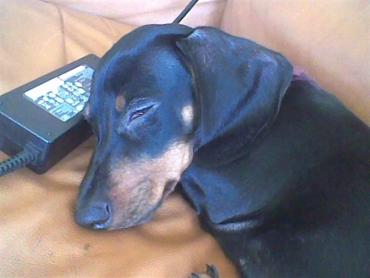 Gravhund Pepsi  - lad mig nu sooove billede 13