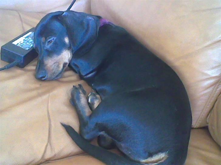 Gravhund Pepsi  - Jeg kan godt se dig  billede 14