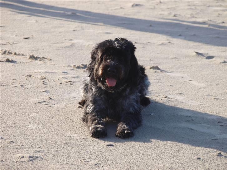 Schapendoes Ringo,Camagis Faruk - Jeg er også flot med sand som baggrund billede 8