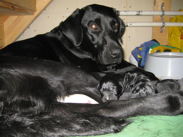 Blanding af racer Sussi - Sussi og hvalpe. Hun fødte 9 stk. mellem den 3. og 4. November det tog kun 5 timer, og hun klarede det hele selv. billede 2