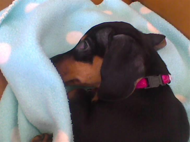 Dværggravhund Chili - mmh et dejligt tæppe billede 1