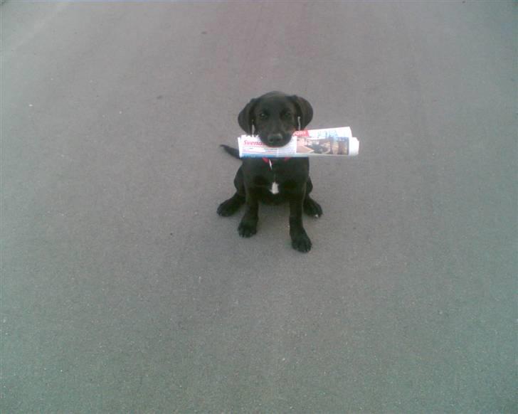 Blanding af racer Sussi - Sussi 10-12 uger gammel, og har lige lært at hente avisen. billede 3
