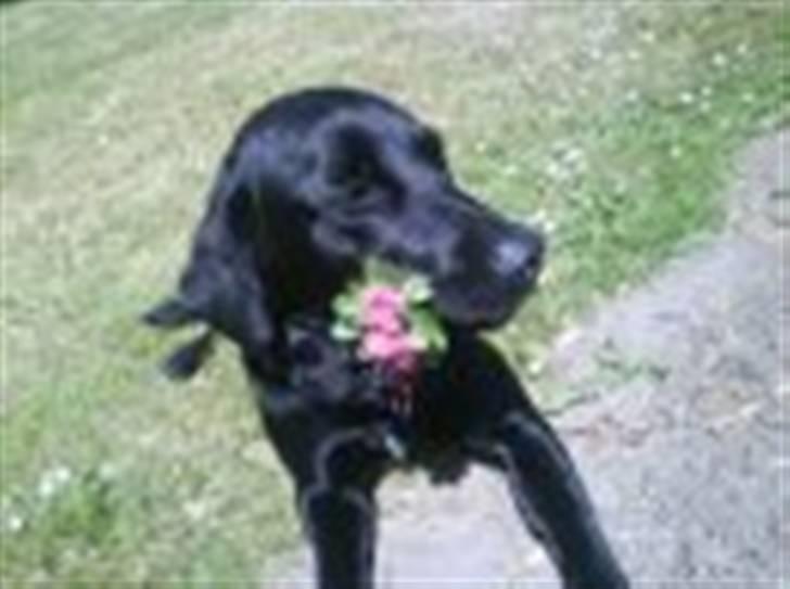 Blanding af racer Sussi - En lille blomsterhund. billede 4