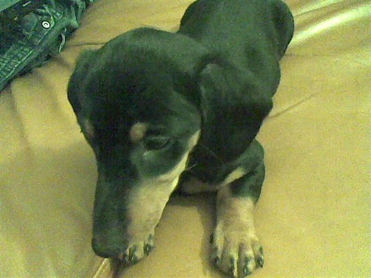 Dværggravhund Chili - stop med at fotografere billede 2