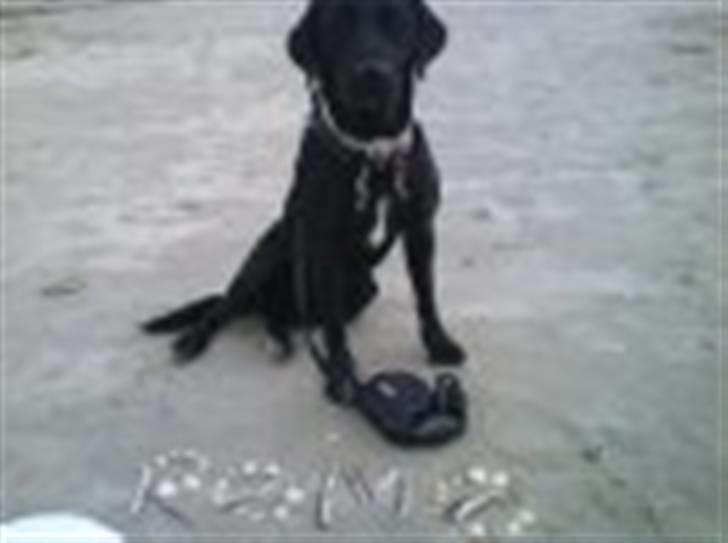 Blanding af racer Sussi - På camping på Rømø 2009 billede 5