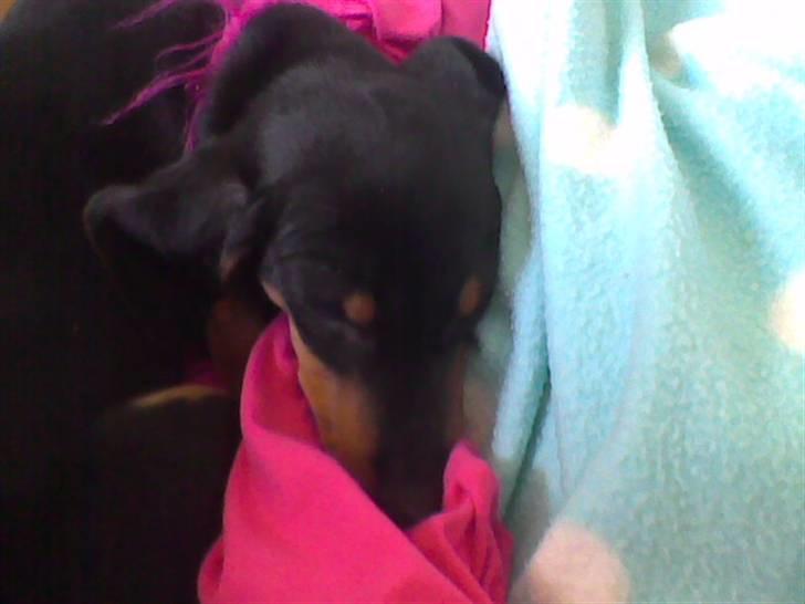 Dværggravhund Chili - sover  billede 3