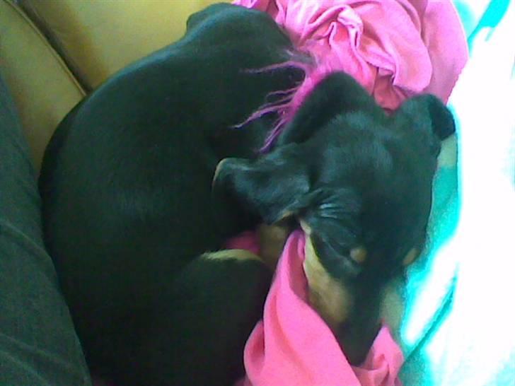 Dværggravhund Chili - er blevet træt efter en tur i skoven billede 4