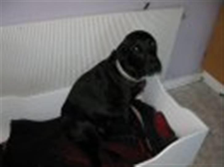 Blanding af racer Sussi - Pyh er ved at være tyk, der er ikke mange dage til hvalpene kommer. billede 6