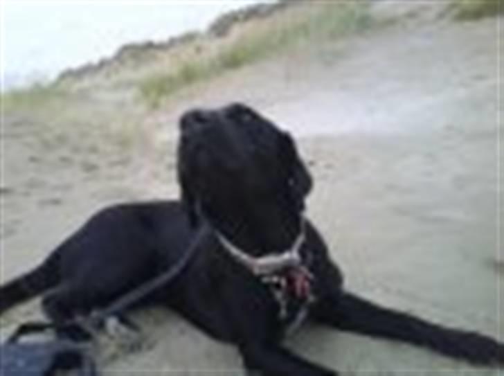 Blanding af racer Sussi - Ferie på Rømø billede 7