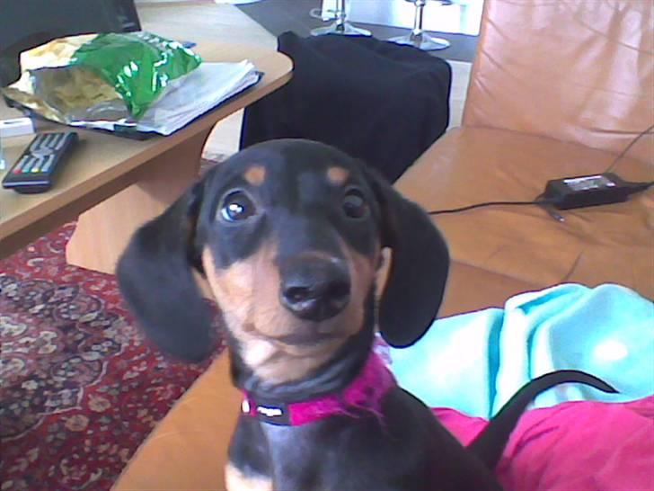 Dværggravhund Chili - jeg laver ikke noget jeg ikke måååå hehe billede 5