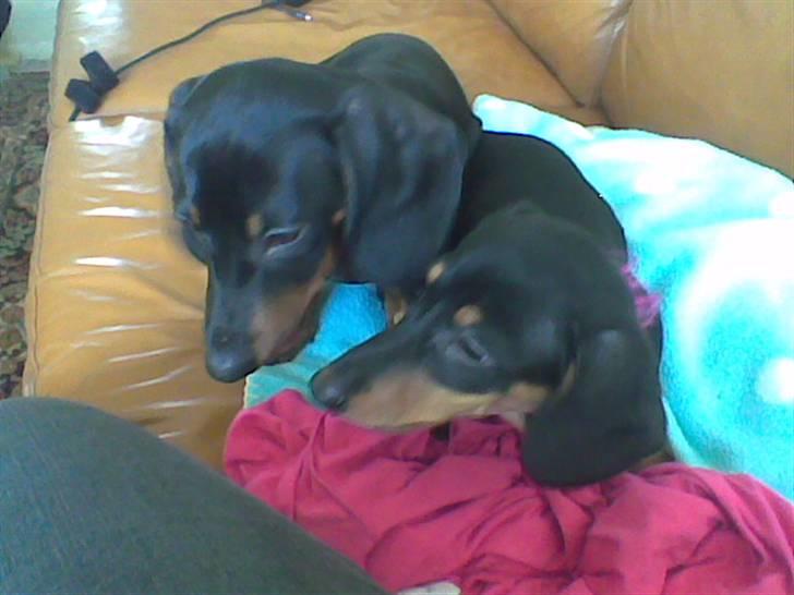 Dværggravhund Chili - Pepsi og Mig billede 6