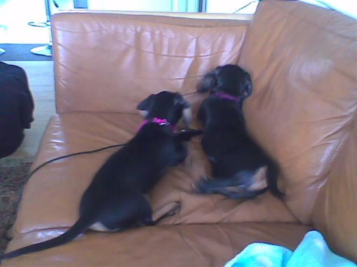 Dværggravhund Chili - Pepsi og Mig vi ved der er en godbid mellem hynderne billede 7