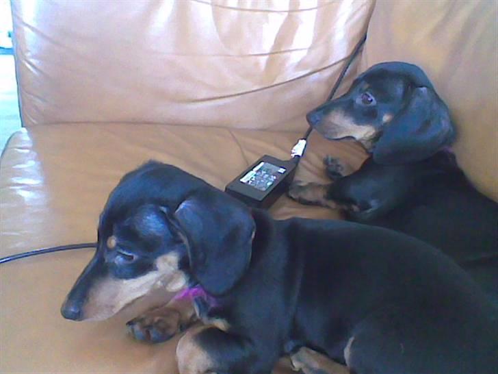 Dværggravhund Chili - Pepsi og Mig billede 9