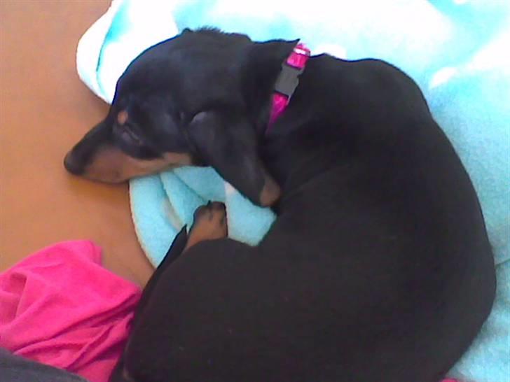 Dværggravhund Chili - Jeg er såååå træt billede 10