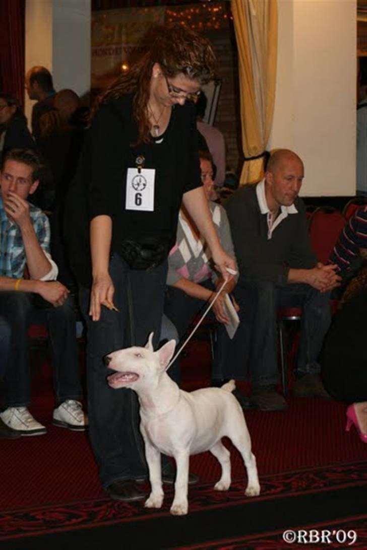 Bullterrier Henry - under udstillingen i Holland. billede 16