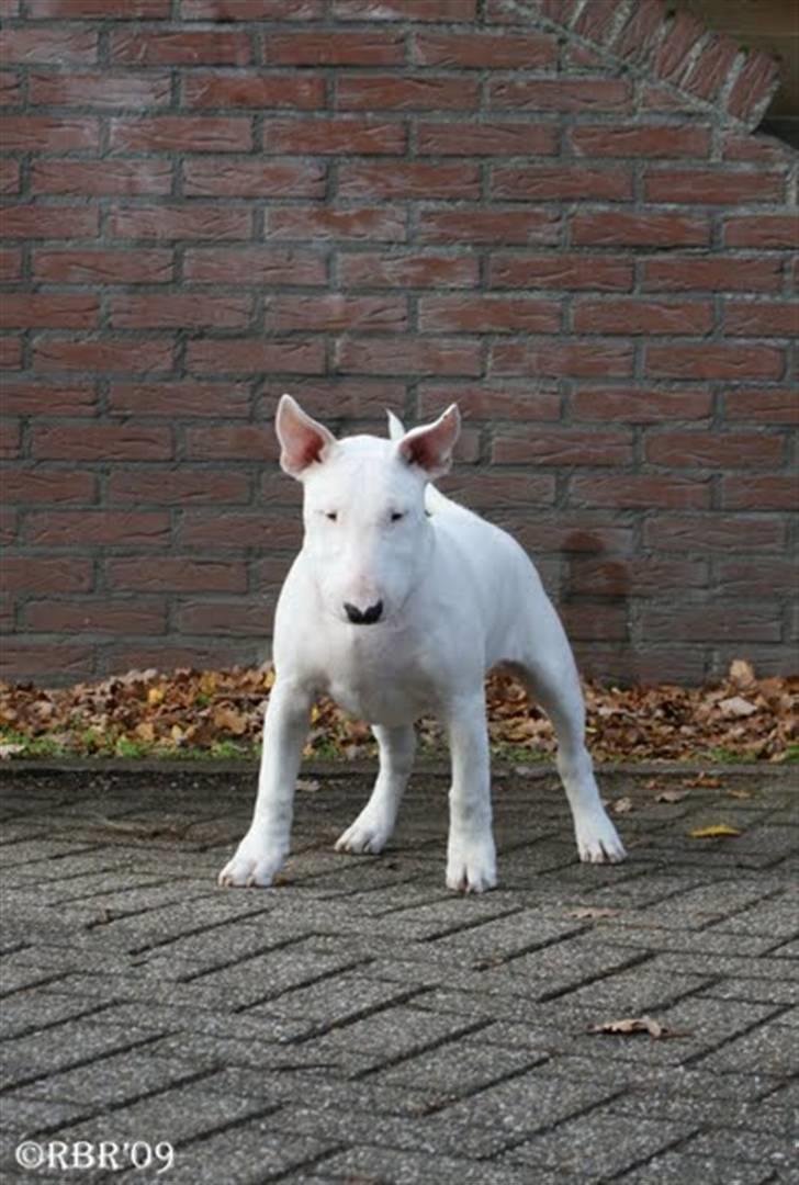 Bullterrier Henry - 19 uger billede 17