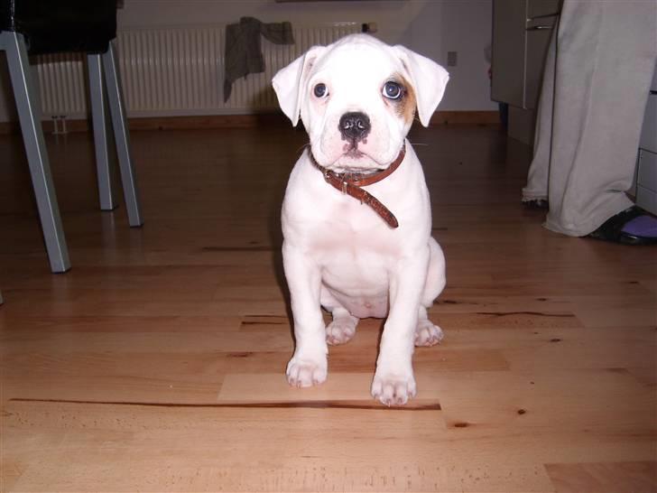 Blanding af racer Bertha - 9 uger billede 4