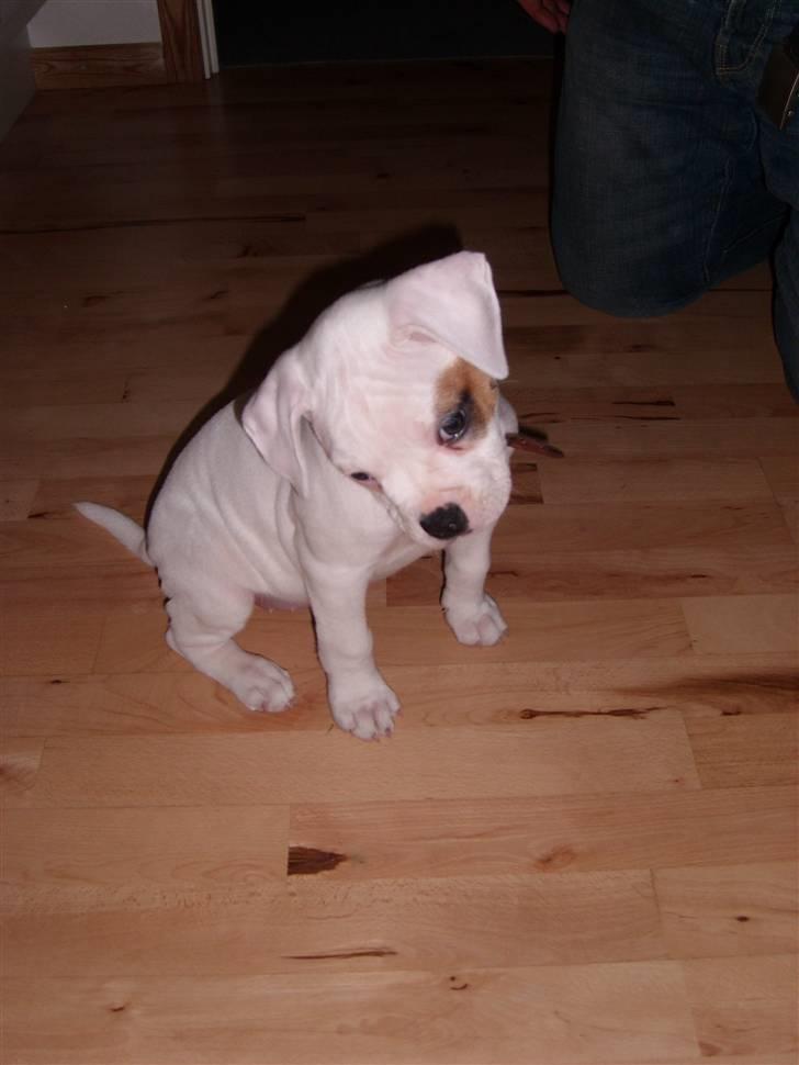 Blanding af racer Bertha - 9 uger billede 5