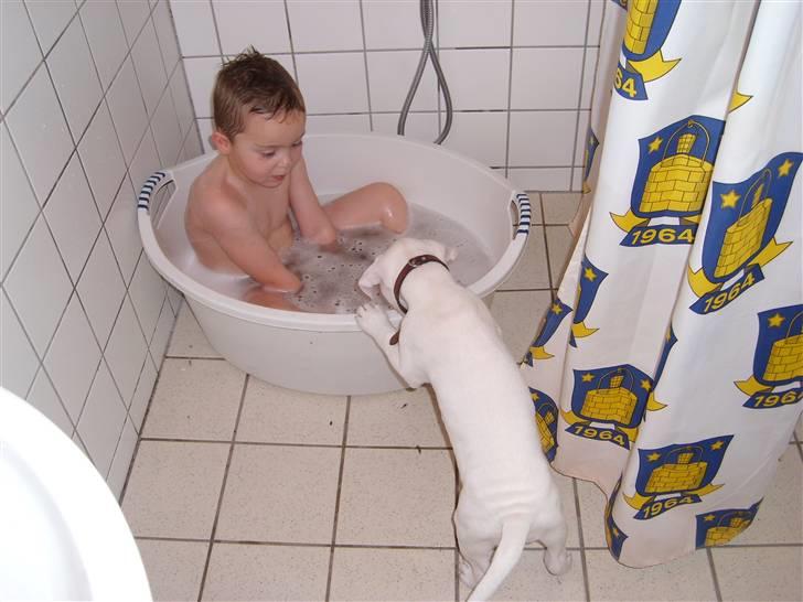 Blanding af racer Bertha - 9 uger billede 6