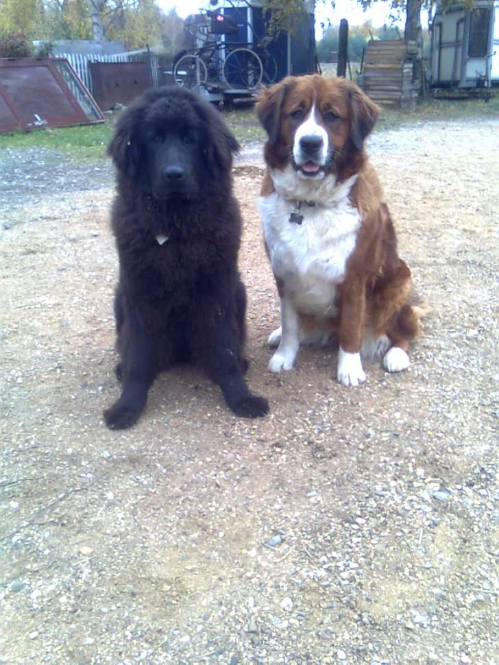 Newfoundlænder Nelly billede 18