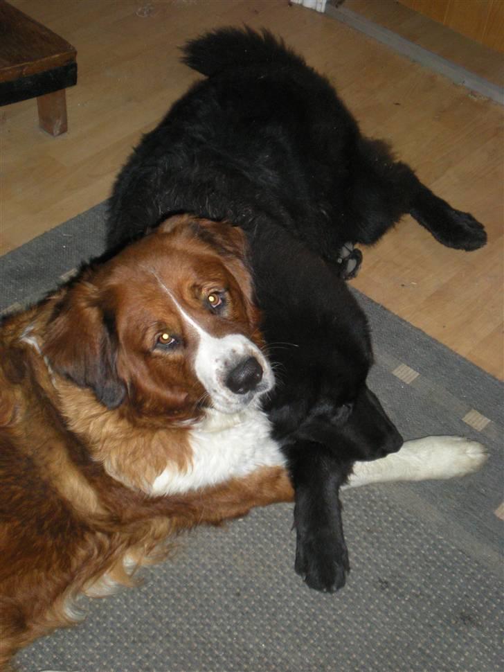 Newfoundlænder Nelly billede 20