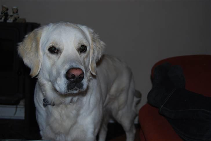 Golden retriever Bamse - tjahh mig  billede 1