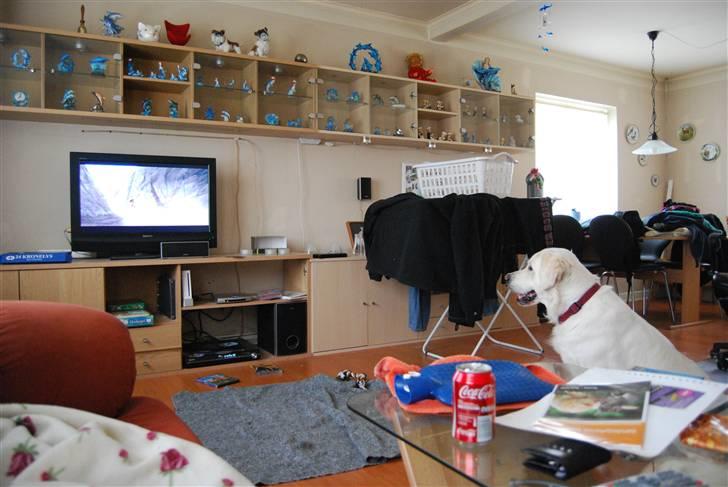 Golden retriever Bamse - jeg er helt vild med at se tv  billede 2