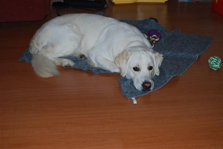 Golden retriever Bamse billede 3