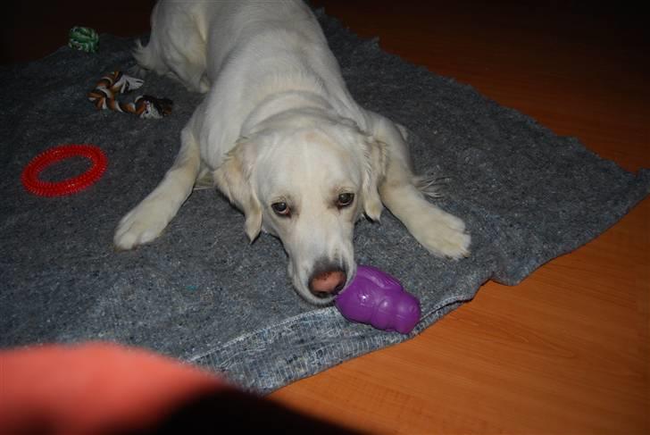 Golden retriever Bamse billede 5