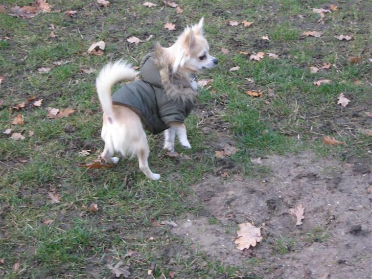 Chihuahua Mateus billede 12