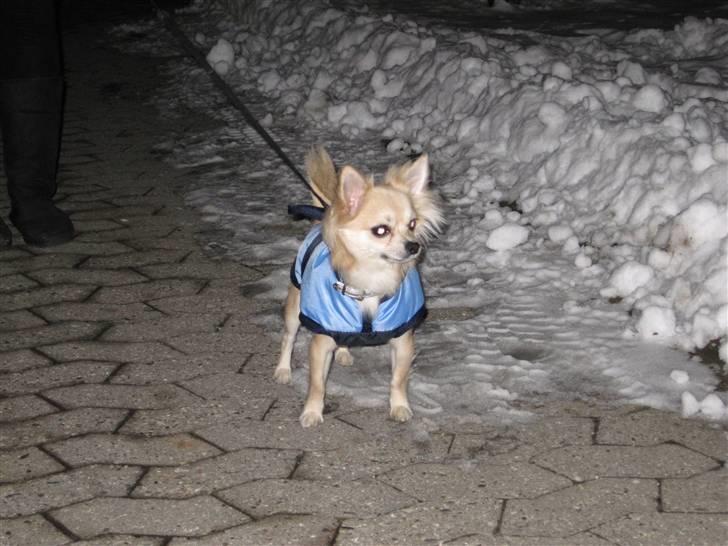 Chihuahua Mateus billede 13