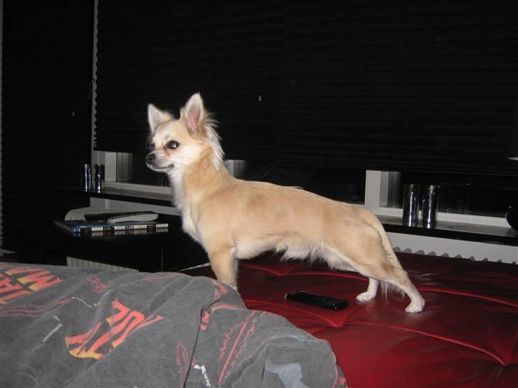 Chihuahua Mateus billede 14