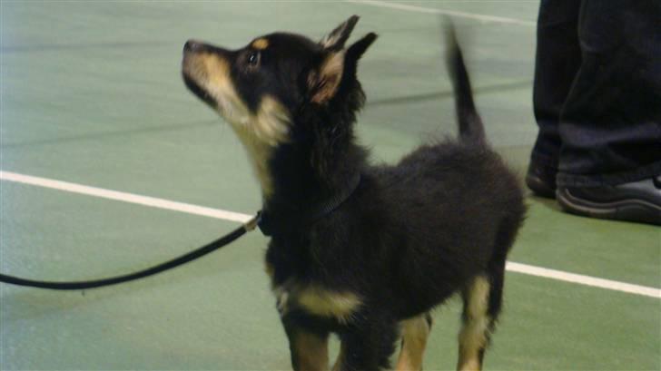 Chihuahua Luxus (Rødebros Apollo) - Nyborg, Nov 2009 billede 6