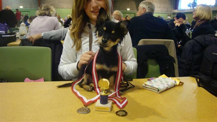 Chihuahua Luxus (Rødebros Apollo) - Kan man ikke vinde på udseendet, kan man altid vinde på personligheden ;0) billede 7