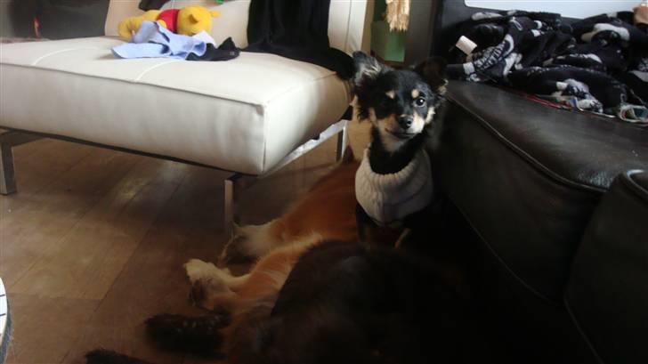 Chihuahua Luxus (Rødebros Apollo) - Altid rart med to store venner!!! billede 8