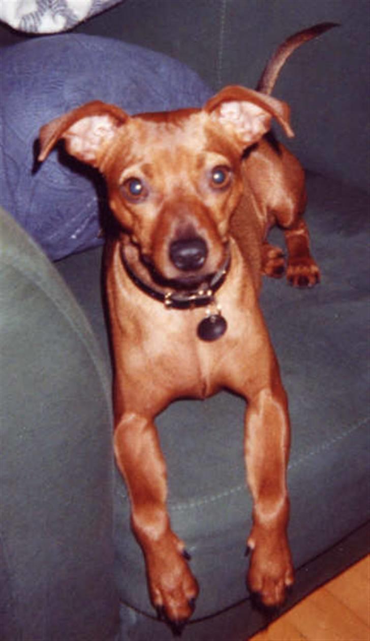 Blanding af racer Chili billede 18