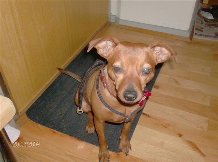 Blanding af racer Chili billede 19