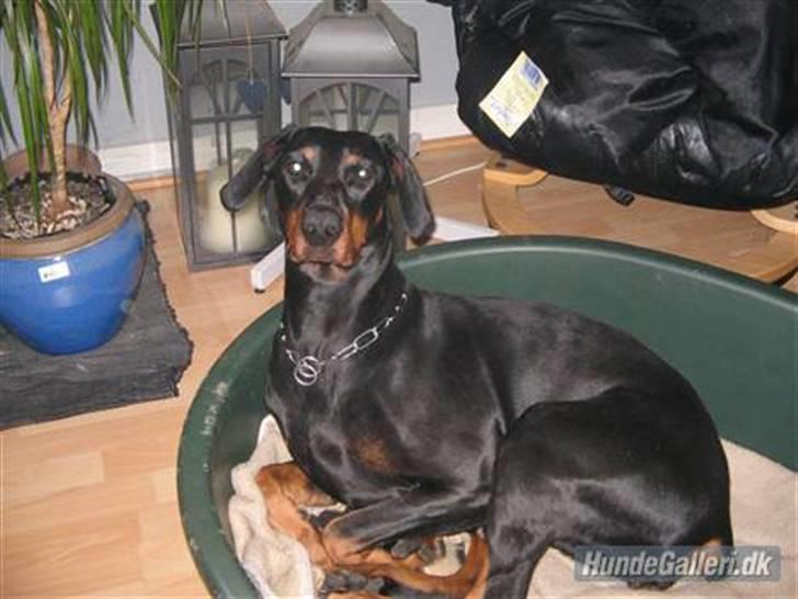 Dobermann kaiza R.I.P billede 18