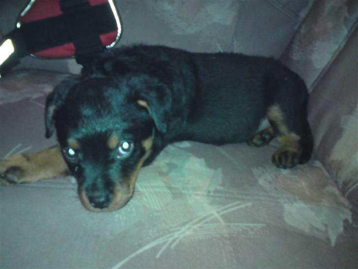 Rottweiler tulle R:I:P - jeg er bare så sød og dejlig billede 1