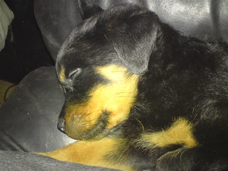 Rottweiler tulle R:I:P - nati nati billede 4