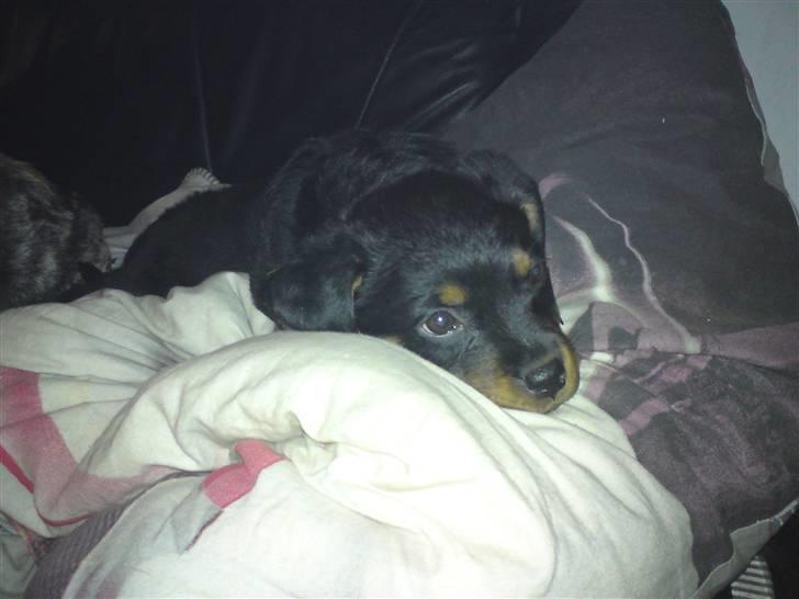 Rottweiler tulle R:I:P - ja der skal soves meget når man sådan skal vokse billede 5