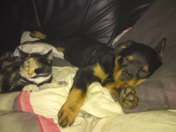 Rottweiler tulle R:I:P - mig og søs mille billede 6
